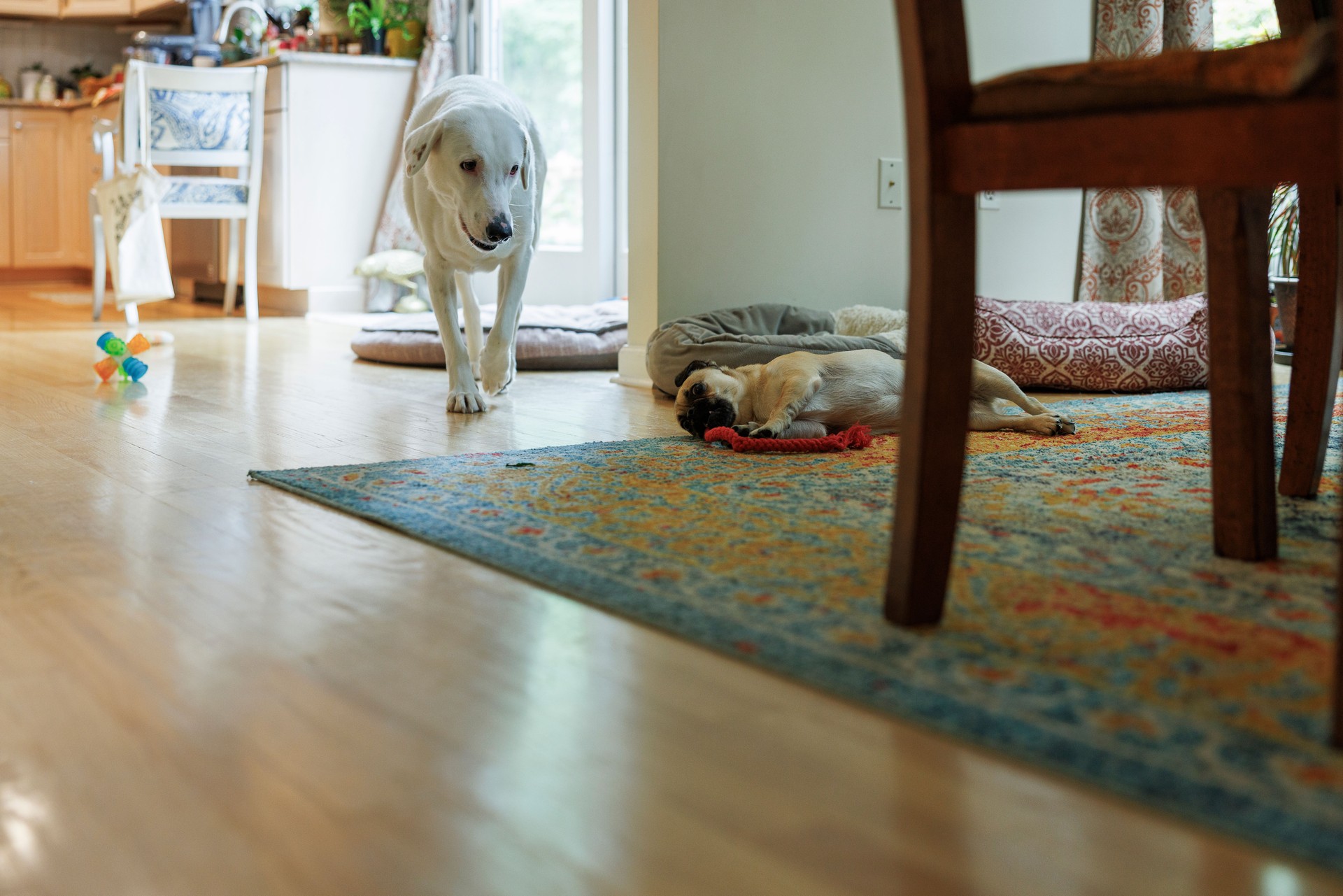 Two domestic dogs resting inside the house. Pug is lying on the carpet with the toy.