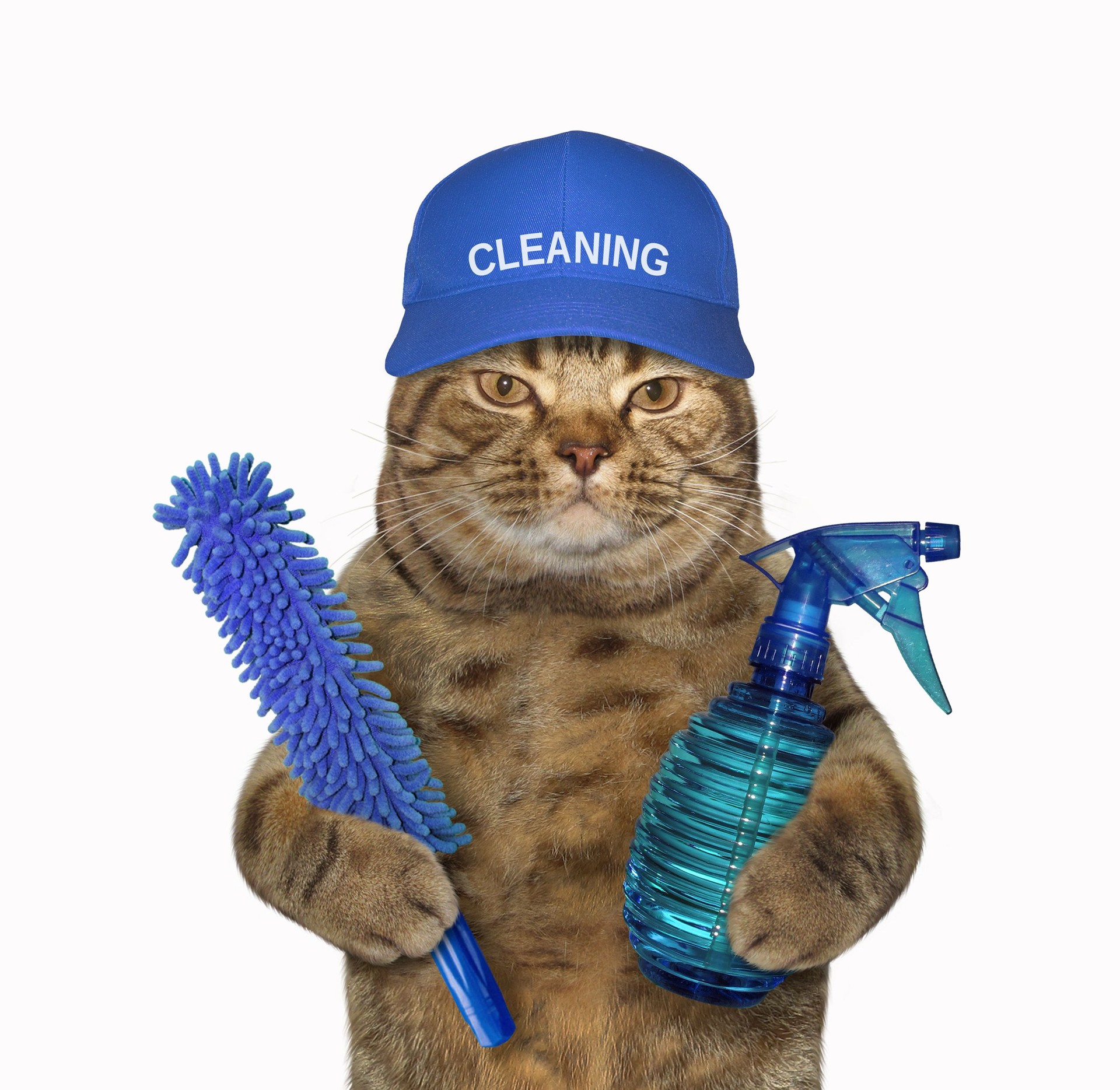 Cat cleaner in a blue cap