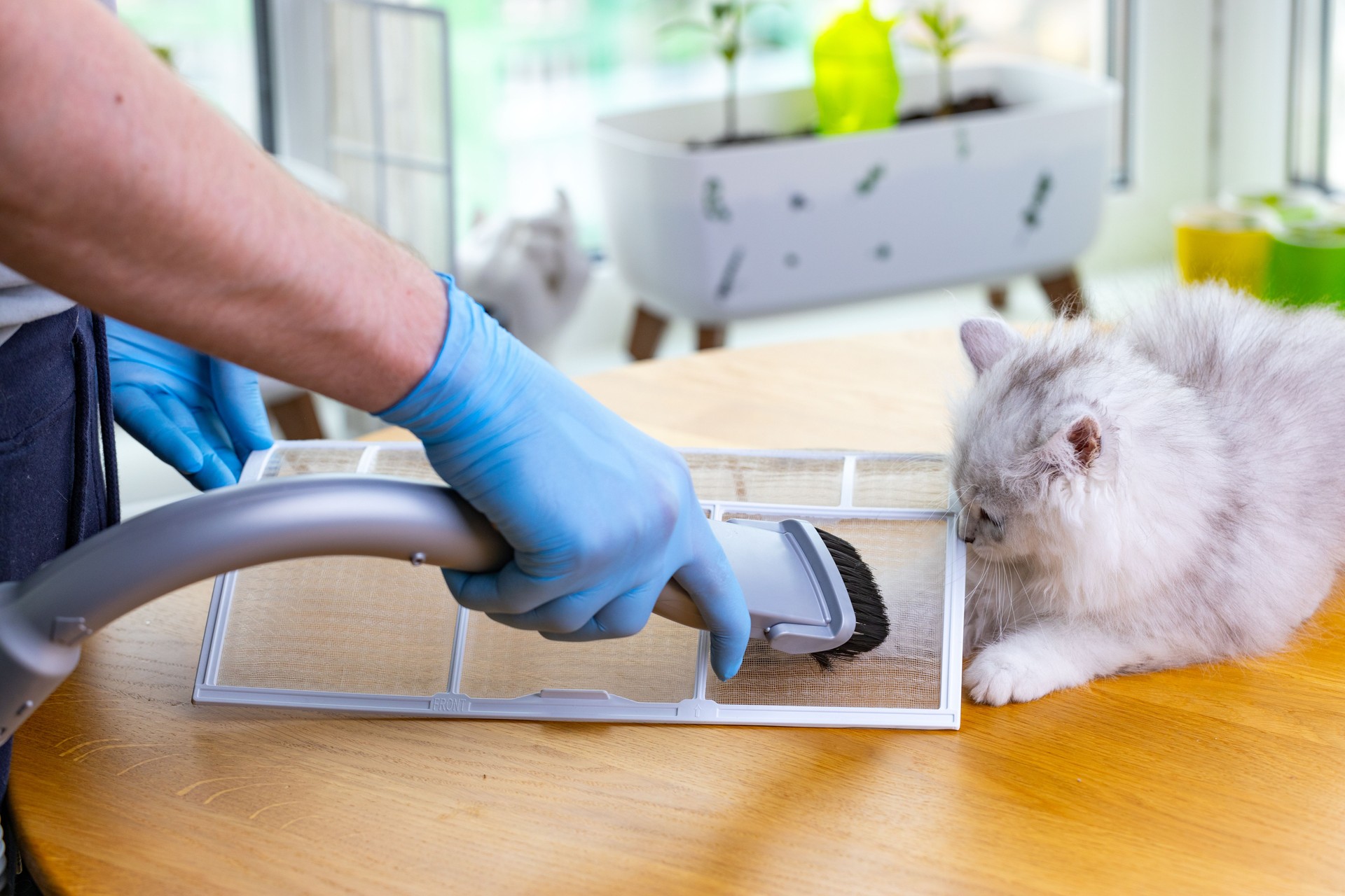 Caring for a Clean Home: A Person Using a Vacuum Cleaner Attachment While a Curious Cat Observes the Cleaning Activity on a Wooden Table in a Bright Room